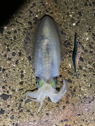 アオリイカの釣果