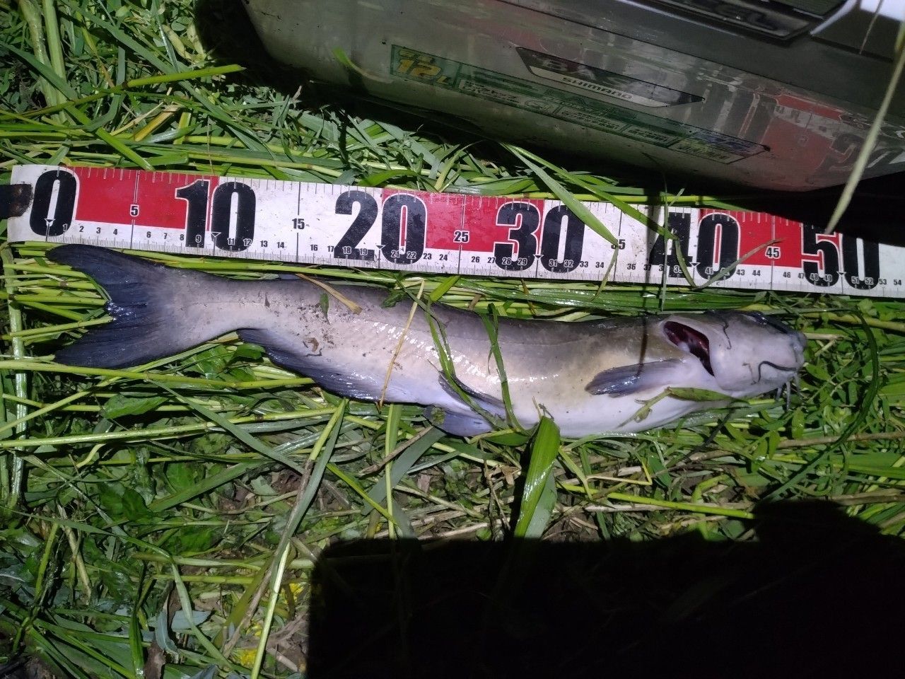 アメリカンキャットフィッシュ