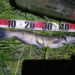 アメリカンキャットフィッシュ