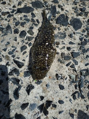 フグの釣果