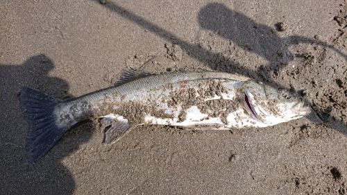 コショウダイの釣果