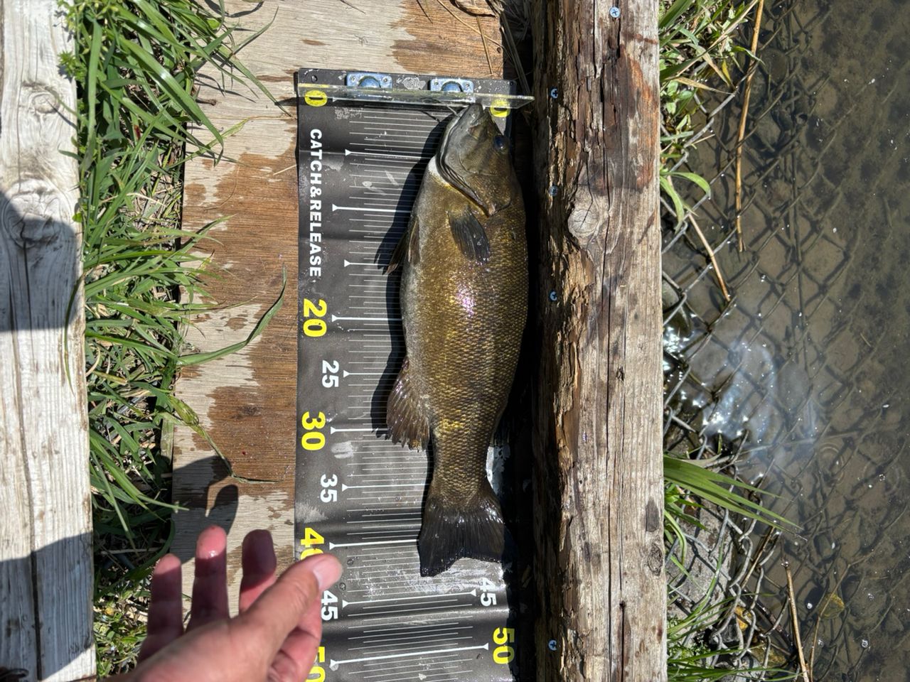 スモールマウスバス