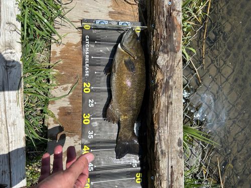 スモールマウスバスの釣果