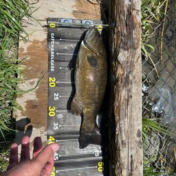 スモールマウスバス