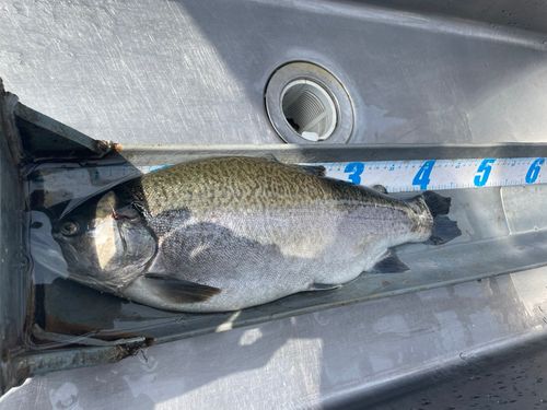 ニジマスの釣果