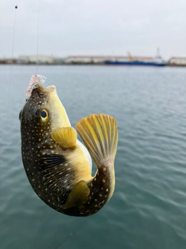 クサフグの釣果