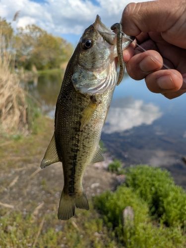 ラージマウスバスの釣果