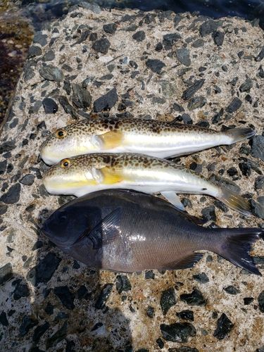 メジナの釣果