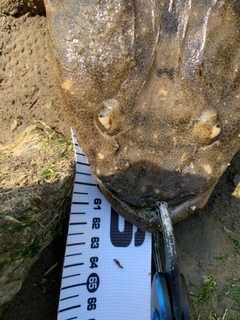 マゴチの釣果