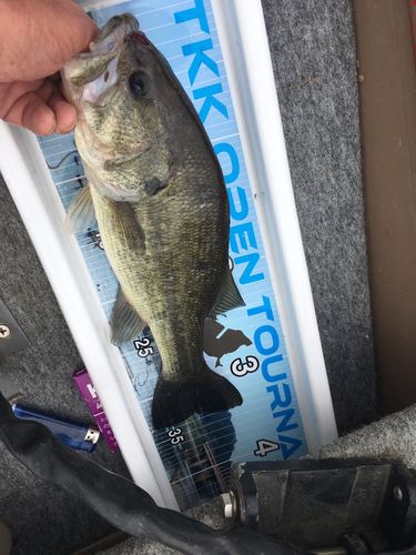 ラージマウスバスの釣果