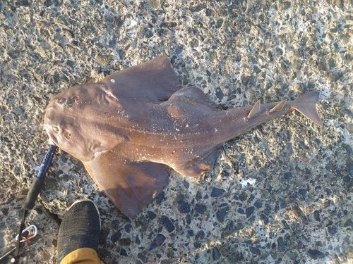 カスザメの釣果