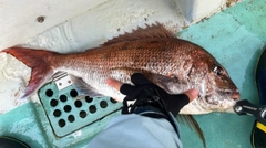 タイの釣果