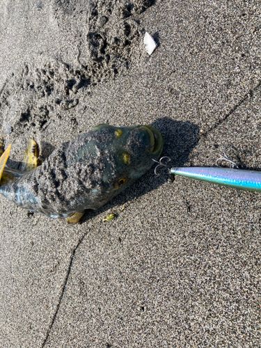 キタマクラの釣果