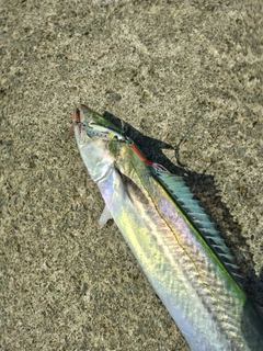 サゴシの釣果