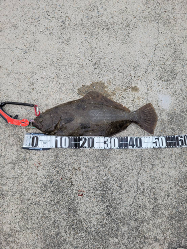 和歌山北港魚つり公園の釣果・釣り場情報 - アングラーズ | 釣果