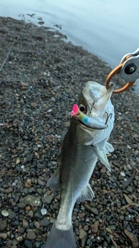セイゴ（マルスズキ）の釣果