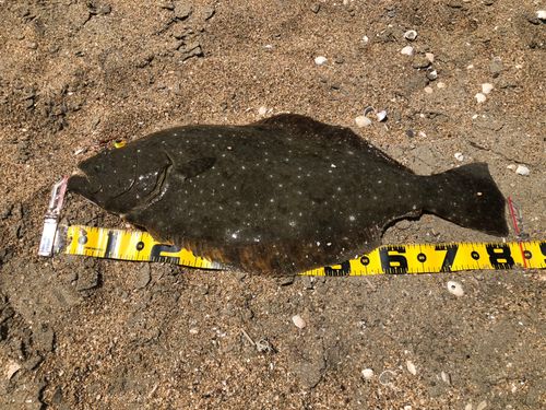 ヒラメの釣果