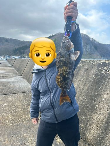 アイナメ