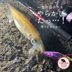ヤリイカの釣果