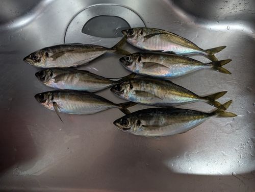 アジの釣果
