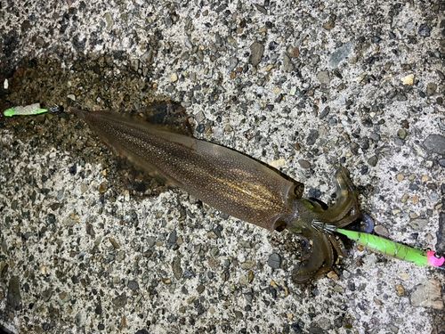 ヤリイカの釣果