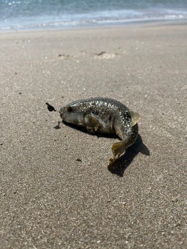 クサフグの釣果