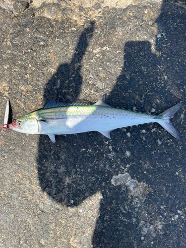 サゴシの釣果