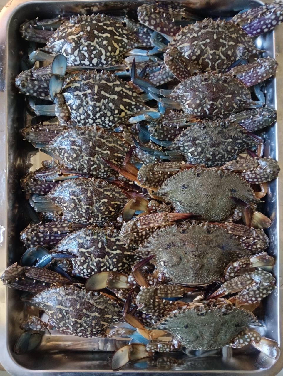 タイワンガザミ