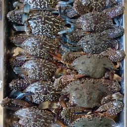 タイワンガザミ