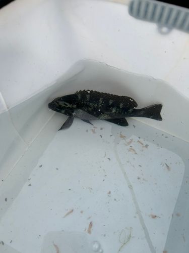 グレの釣果