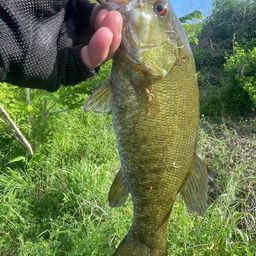 スモールマウスバス