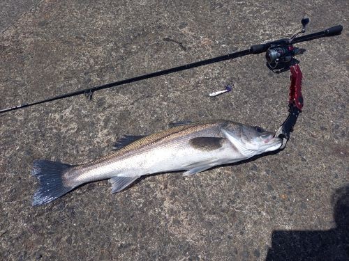 スズキの釣果