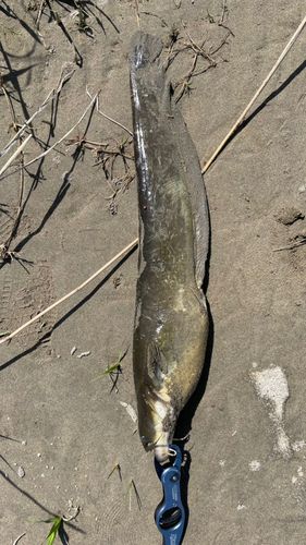 ナマズの釣果