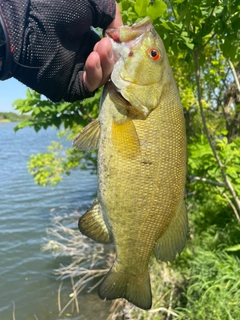 スモールマウスバスの釣果