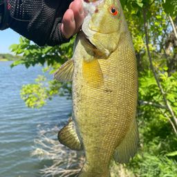 スモールマウスバス