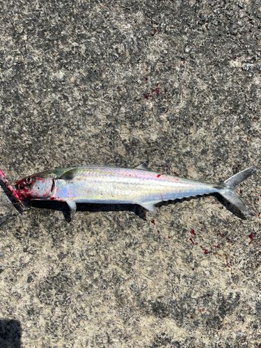 サゴシの釣果