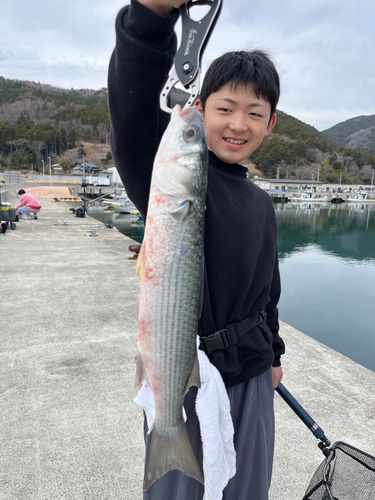 ボラ