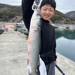 ボラ