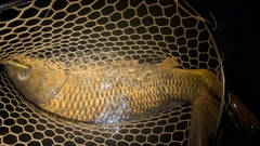 コイの釣果