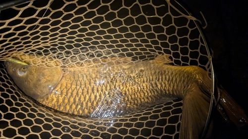 コイの釣果