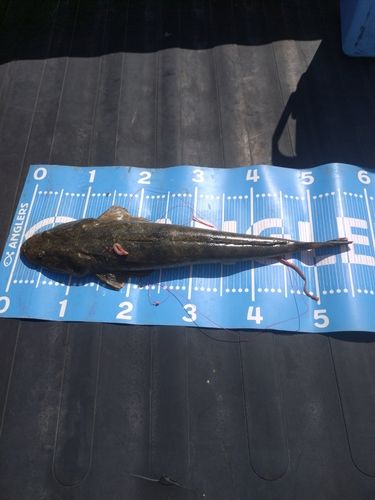 マゴチの釣果