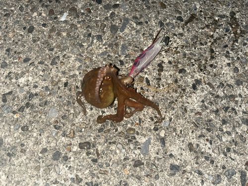 タコの釣果