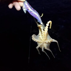 タコの釣果