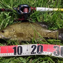 スモールマウスバス