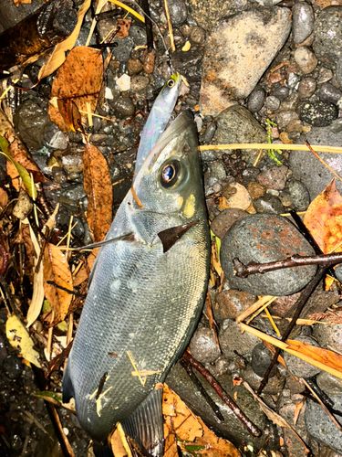 セイゴ（ヒラスズキ）の釣果