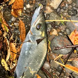 セイゴ(ヒラスズキ)