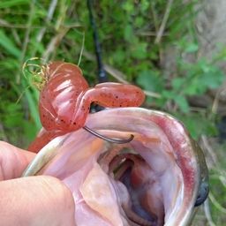 ブラックバス