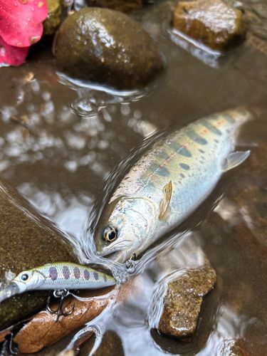 ヤマメの釣果