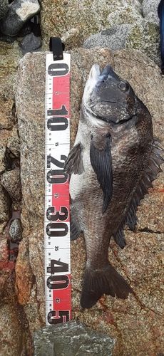 クロダイの釣果