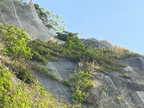 メジナの釣果
